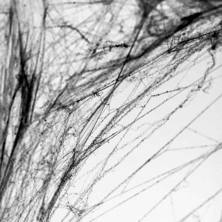 Toile d'Araignée Noire