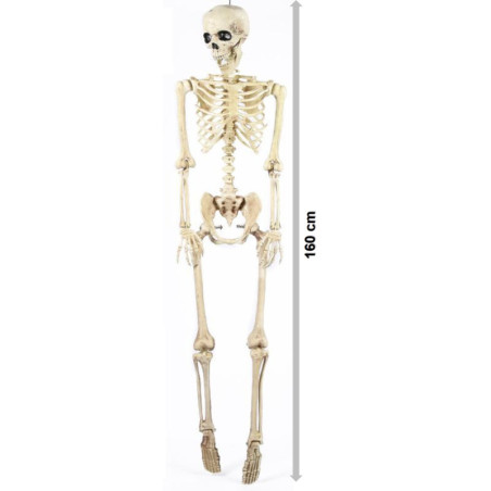 Squelette factice 160 cm