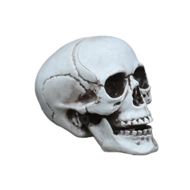 Crâne humain 20 X 15 X 20 cm