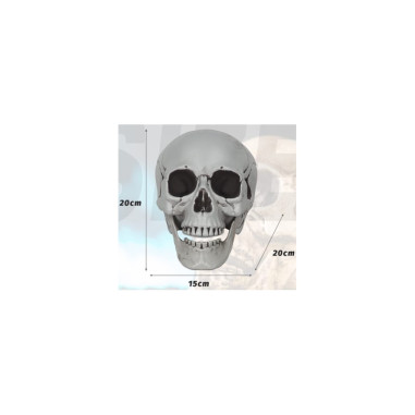 Crâne humain 20 X 15 X 20 cm