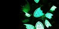 UNE BOUTEILLE DE DOM PÉRIGNON BIOLUMINESCENTE